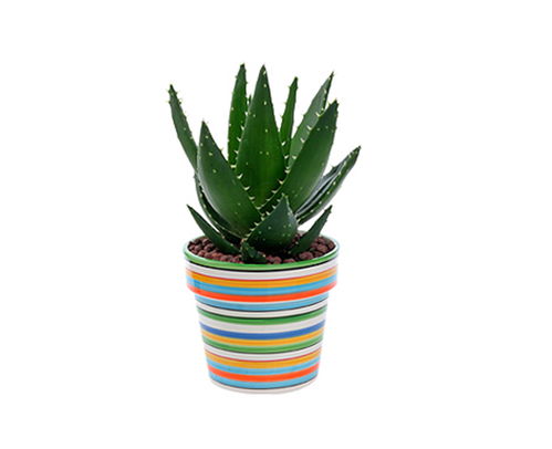 合肥聚美堂 花卉綠植租賃，省時(shí)省心之選