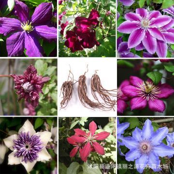 藤本花卉皇后 進口鐵線蓮種球的種植與園林應用