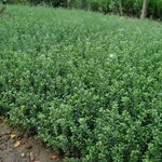 沭陽縣久久干花工藝品廠 專注干花工藝，養護管理工程詳解