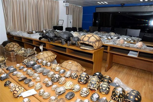 網(wǎng)購野生動物制品，法不可違——以案說法解析法律風(fēng)險(xiǎn)